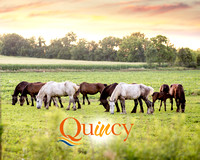 Quincy Branding
